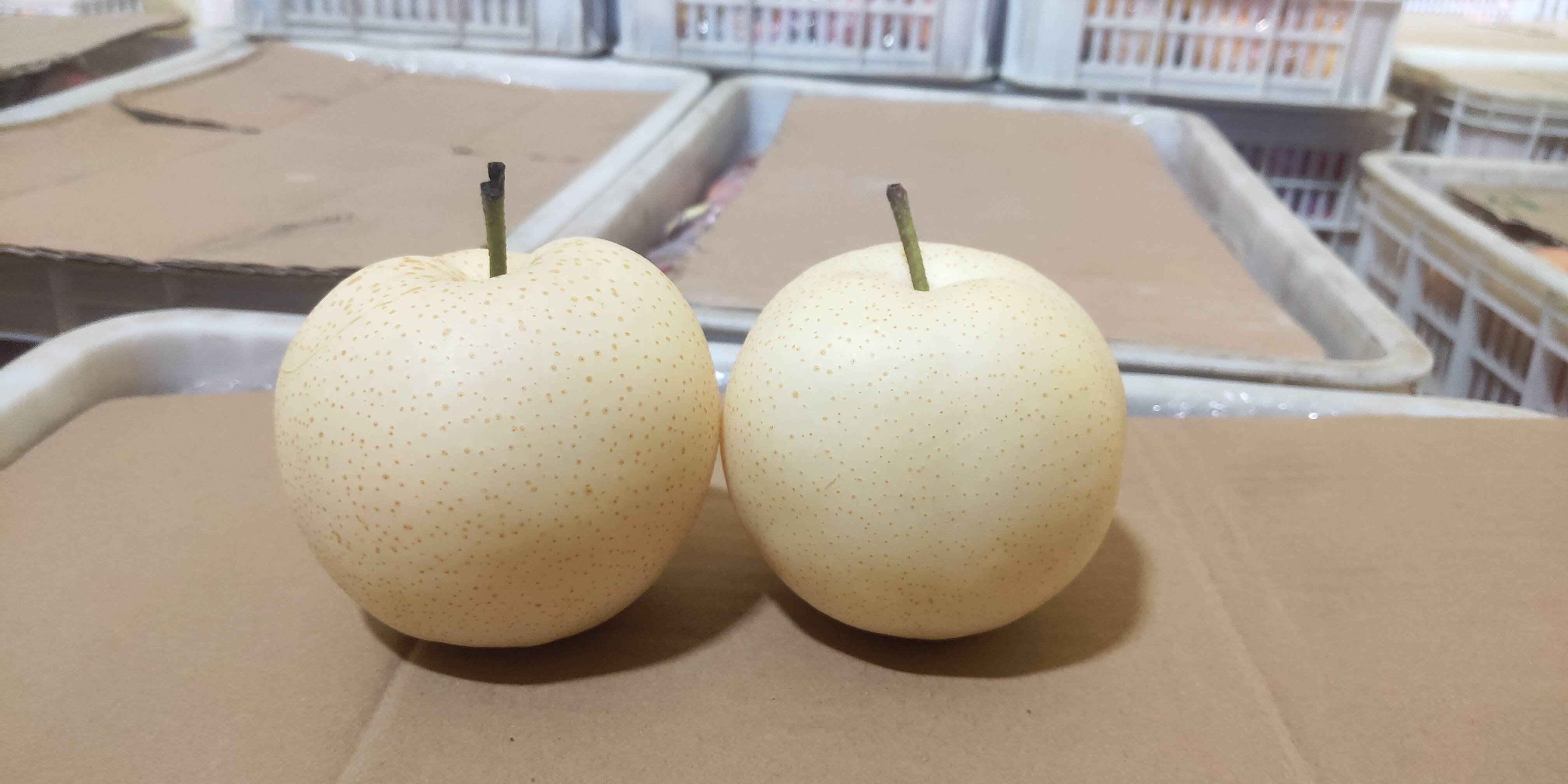 正宗黄金梨图片展示