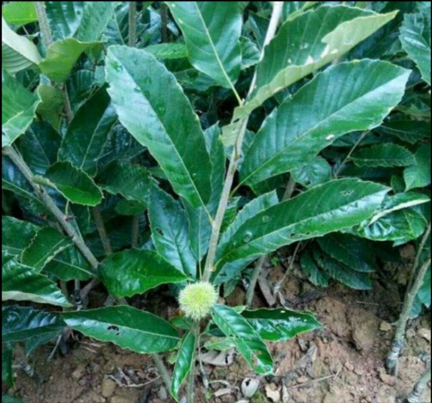 毛栗子主要分布区域地图