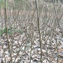 梨树