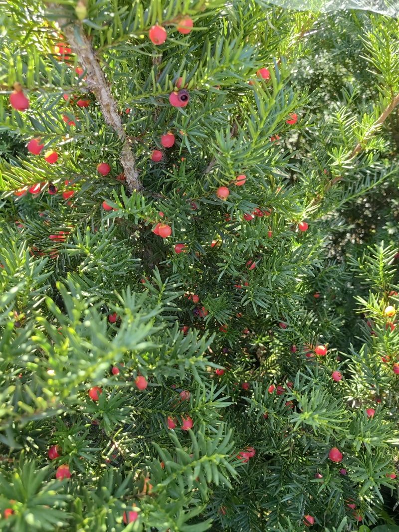 东北红豆杉,曼地亚耐寒成活率高树型优美,己经结豆