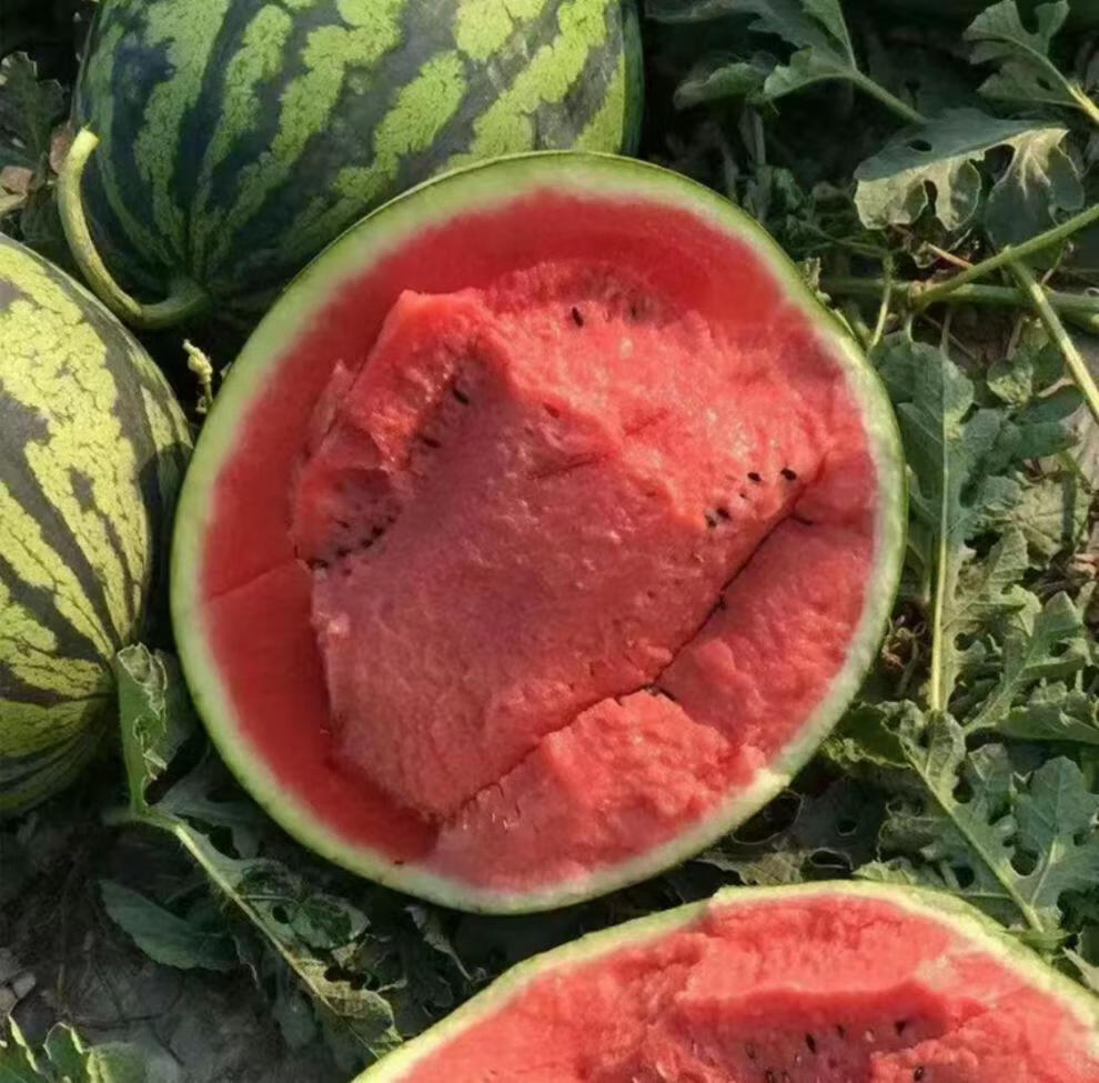 切开的麒麟西瓜特写