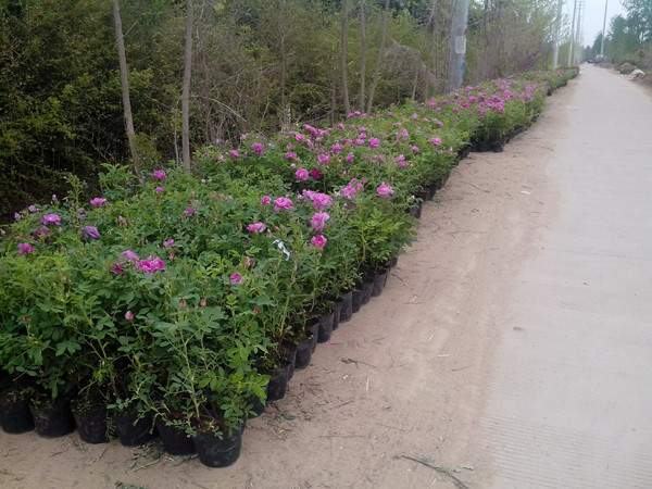 四季玫瑰与不同颜色花卉搭配的园艺设计图