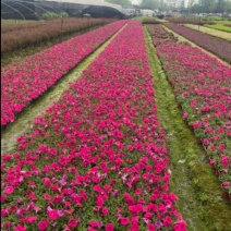 牵牛花