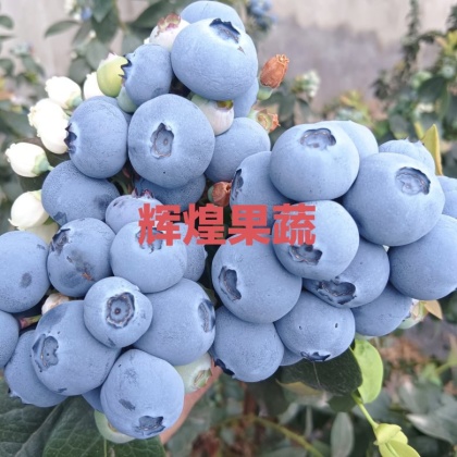 北陆蓝莓产地行情