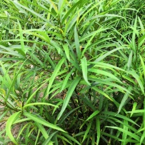 小叶白花牛奶根苗百分之百小叶柳叶白花牛奶根苗