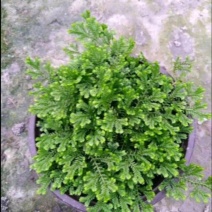 跳舞草苗