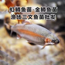 虹鳟鱼金鳟鱼淡水三文鱼冷水鱼