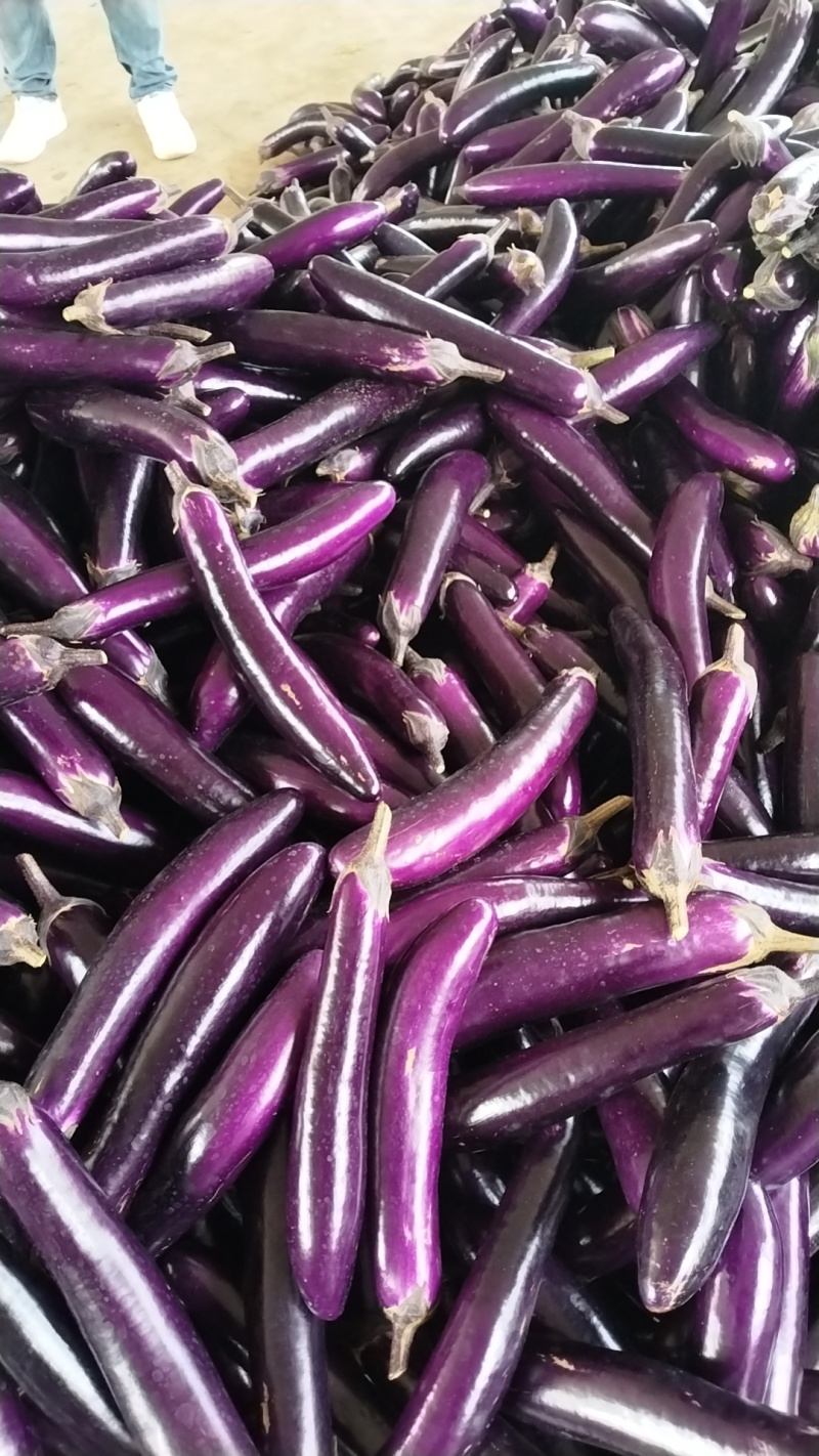 市场货,电商货,工厂货,大量货源供应,一手货源,需要茄子的老板联系我