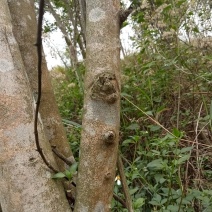 十年沉香木