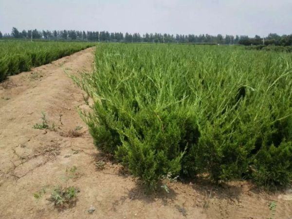 高杆龙柏成片种植景观