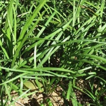 :细叶沿阶草