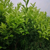 枸橘苗