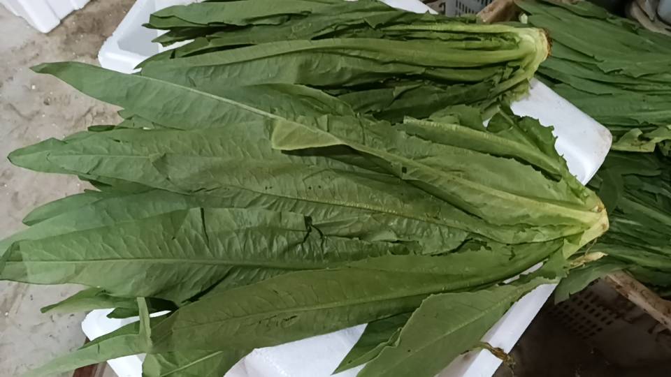 洋葱炒油麦菜成品图