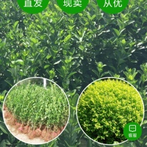 辽宁铁岭水蜡小苗