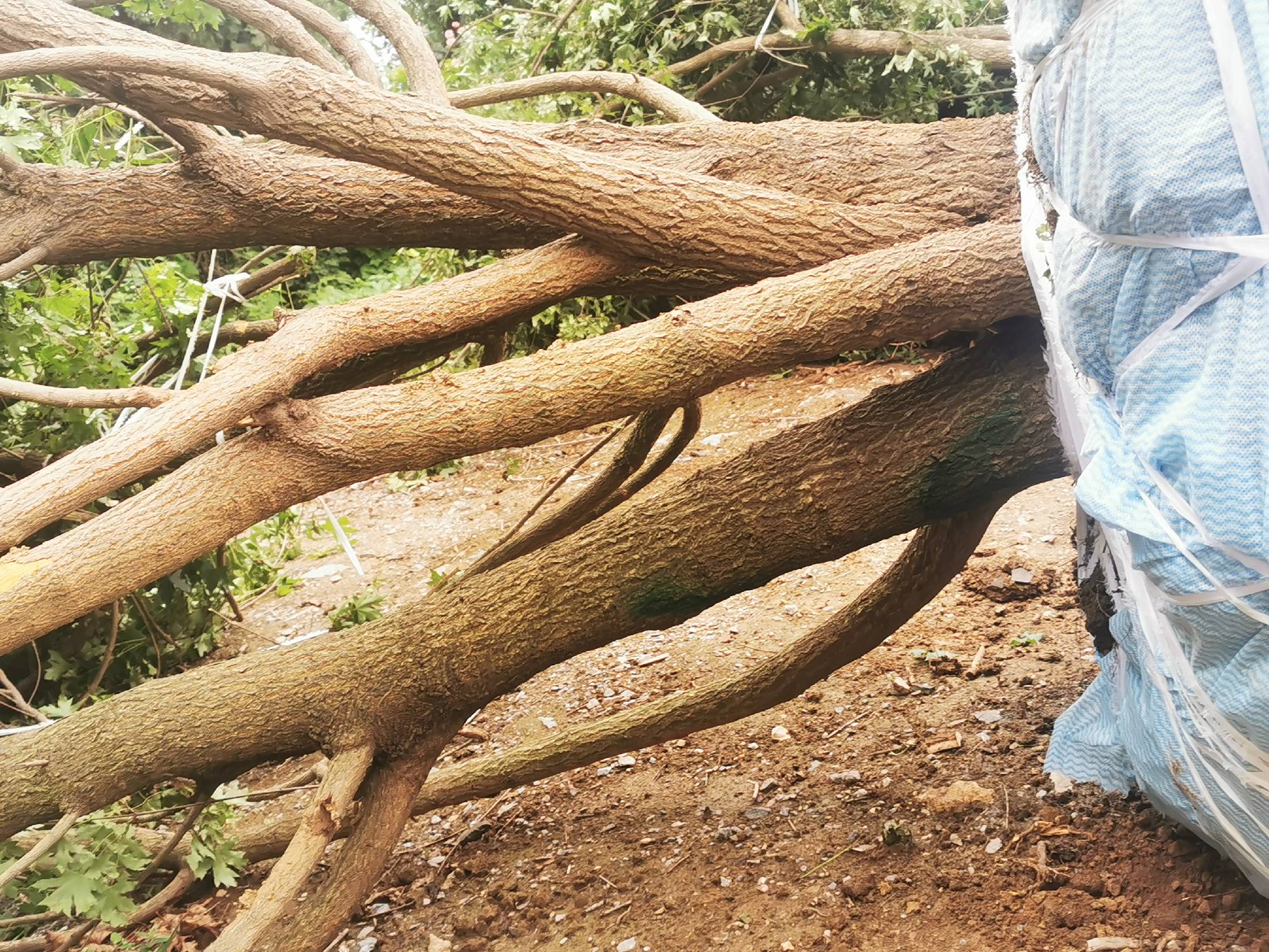 五角枫原木横切面特写