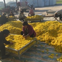 金丝皇菊