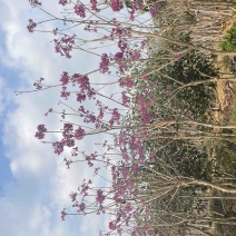紫花风铃木