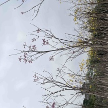 紫花风铃木