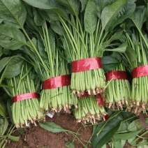 菠菜，（精品）山东惠民菠菜基地，规格齐全，代发全国！