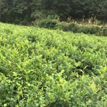 自己家的霉茶