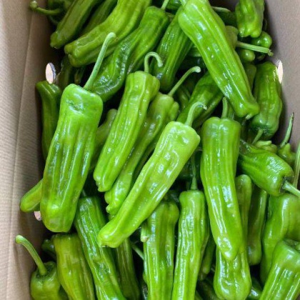 广东湛江薄皮椒价格行情走势 - 一亩田