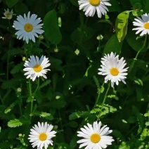 大滨菊