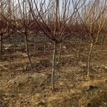 山楂苗《荐》产地直销量大从优欢迎老板选购可视频