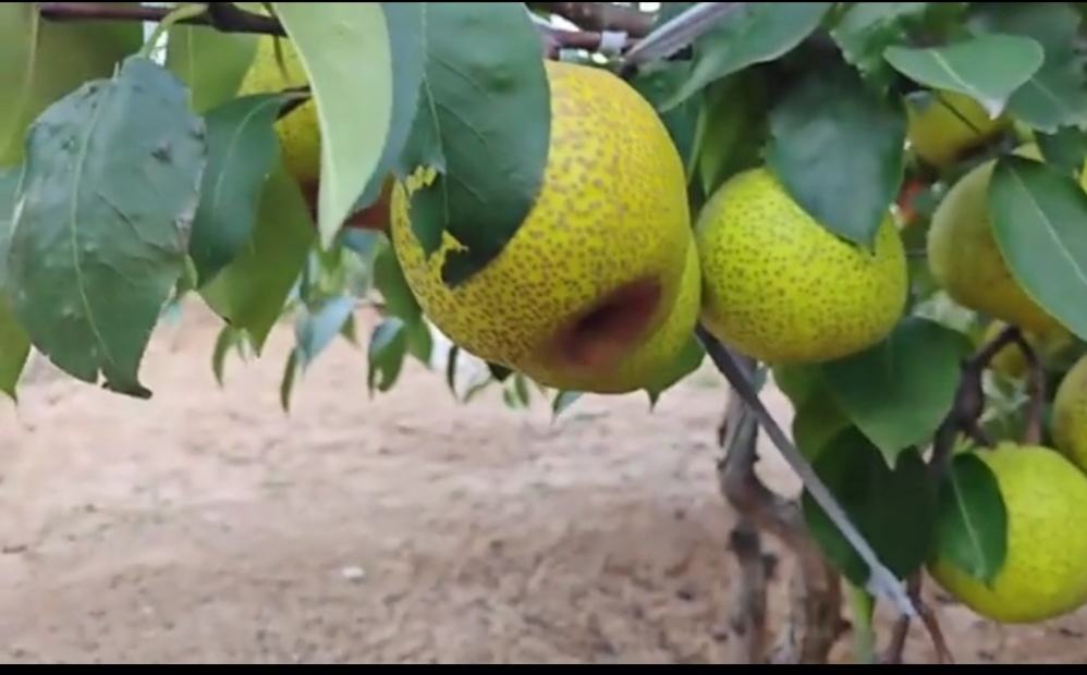莱阳梨母树秋季挂果实景