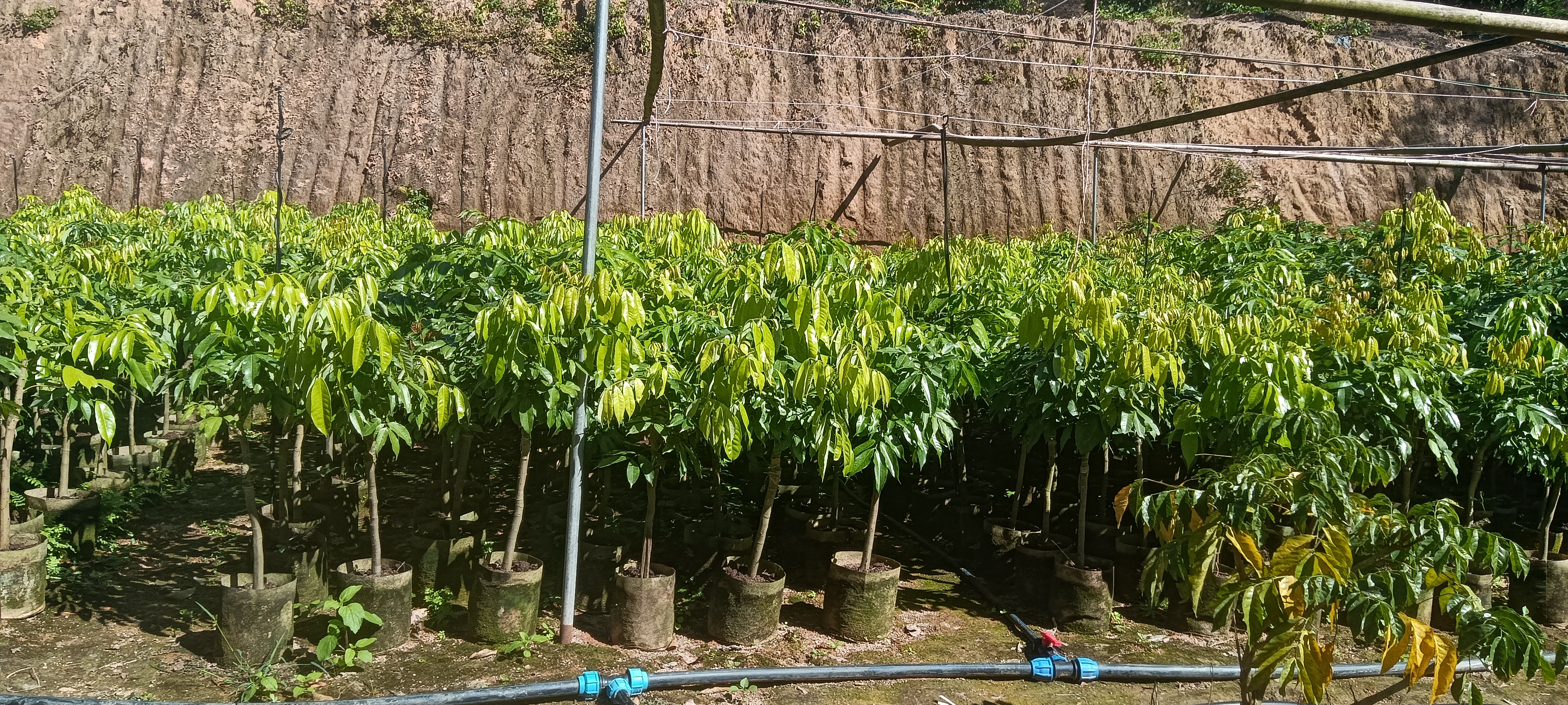 无核荔枝苗嫁接过程示意图