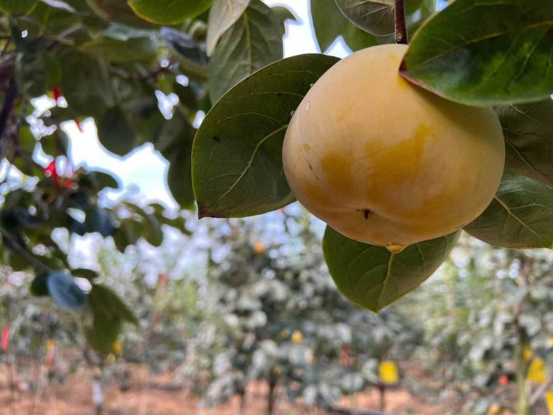 柿子授粉树配置图