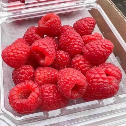 树莓苗价格行情_今日树莓苗价格多少钱一斤 _ 一亩田