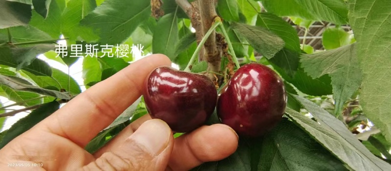 俄罗斯8号大樱桃几年挂果