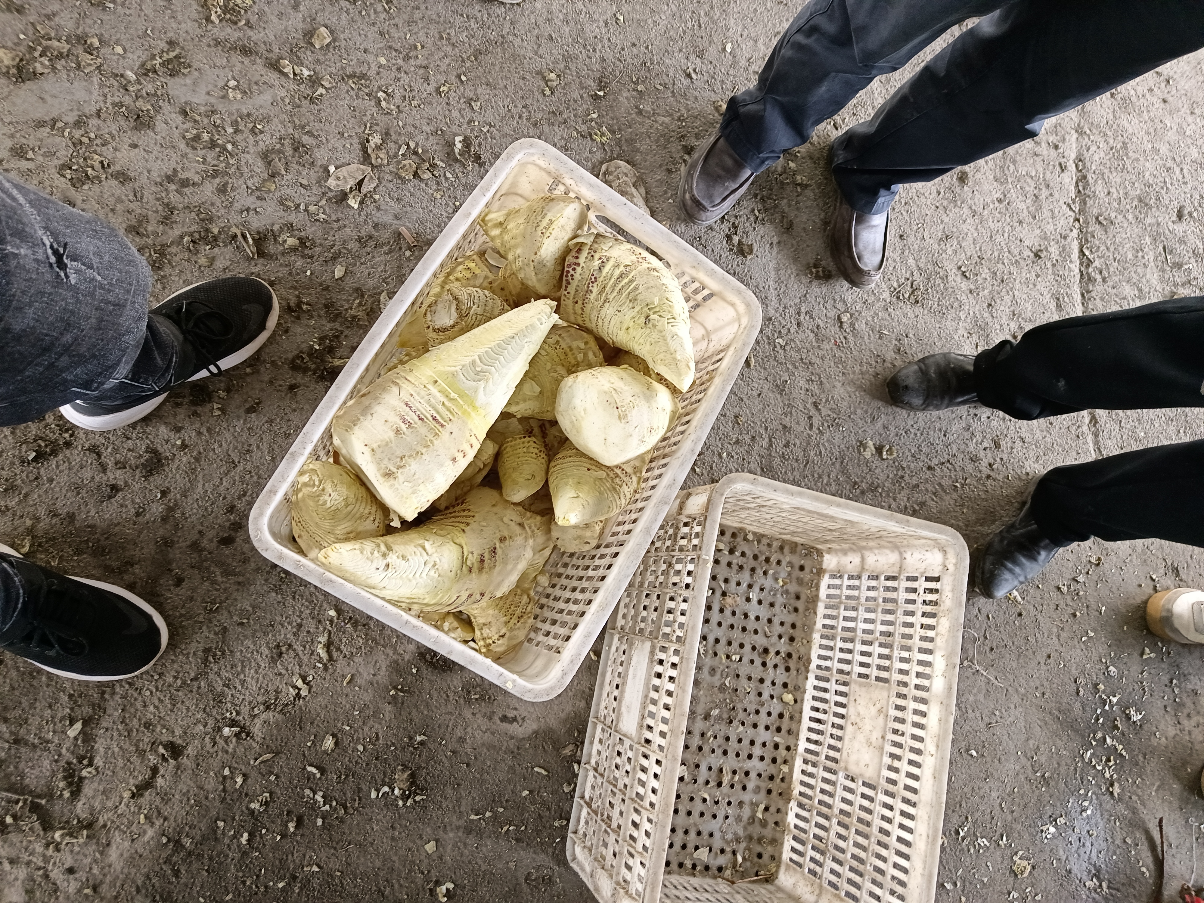 展示油笋深加工产品,包括油笋仁包装、油笋粉、油笋油及礼盒装产品 油笋深加工产品展示图