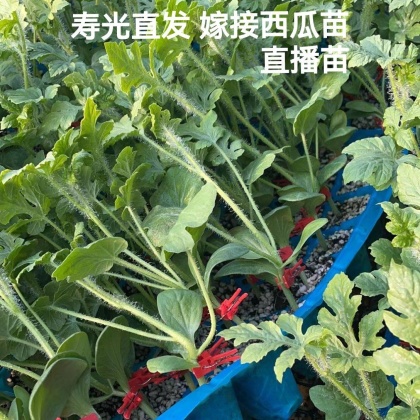西瓜苗价格行情