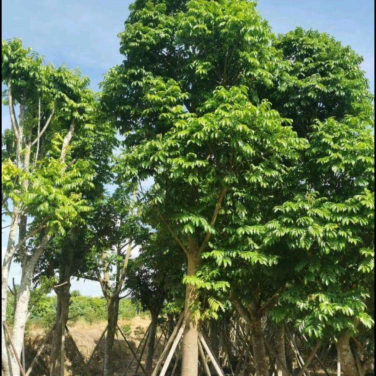 [仁面果苗批发]湖南长沙芙蓉区仁面果苗 28.00元/棵仁面子苗 _ 一亩田