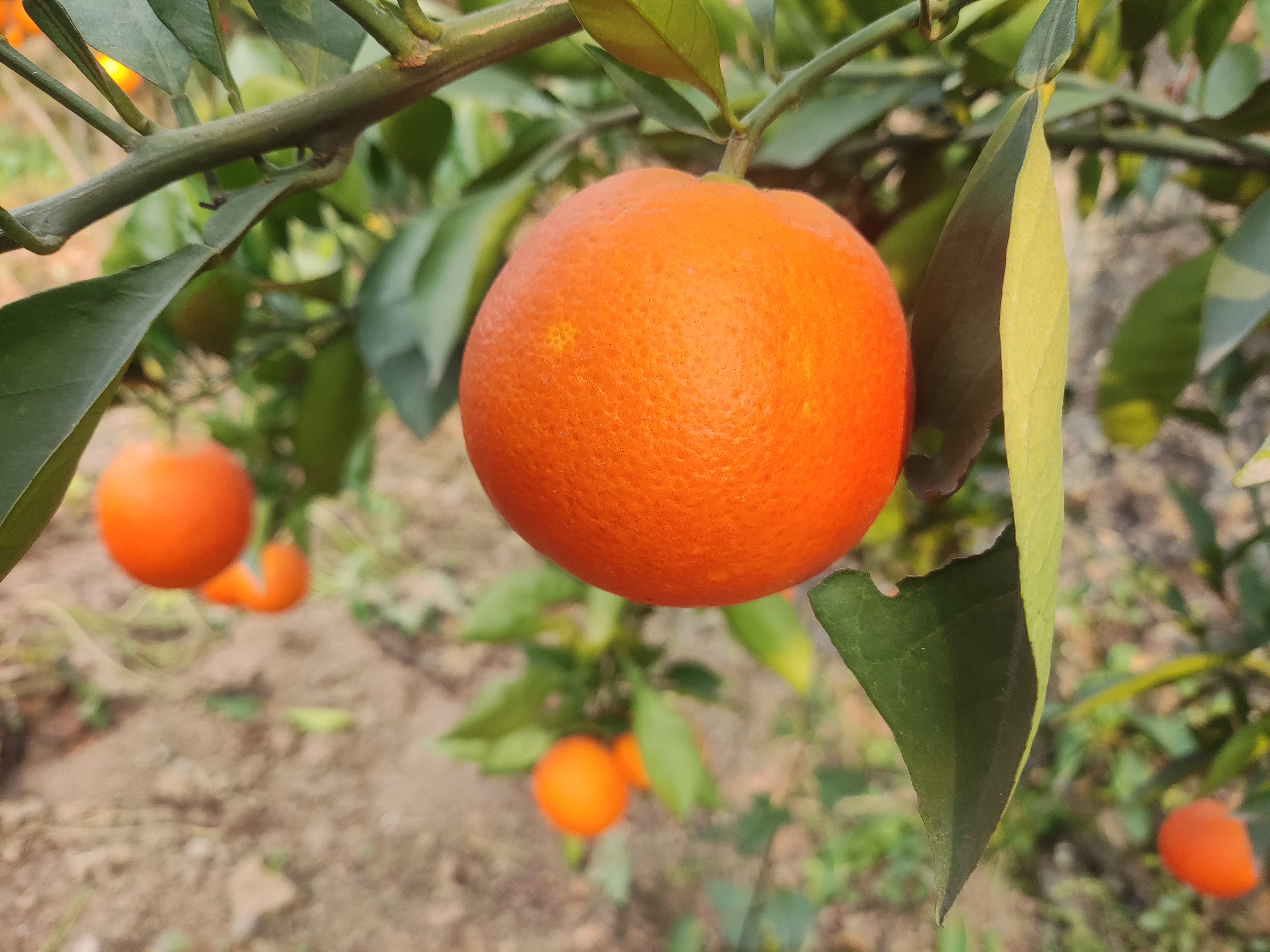 阳光下的血橙果园,果树茂盛,果实挂枝,展现其自然生长环境 血橙果园实景