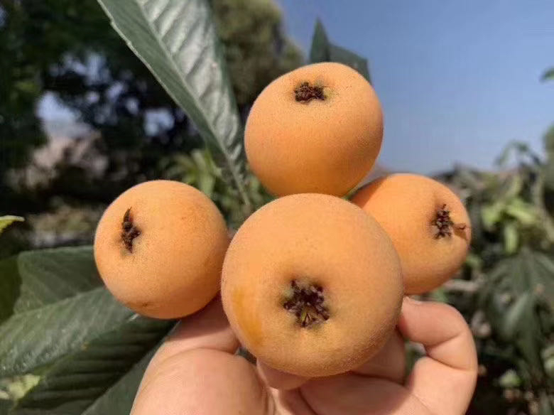 苏北地区阳光明媚的枇杷种植园,果树郁郁葱葱,挂满青绿色果实 苏北枇杷种植园实景图