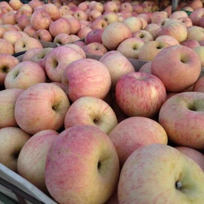 山东济南红富士苹果产地行情