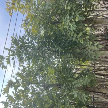 腊肠树