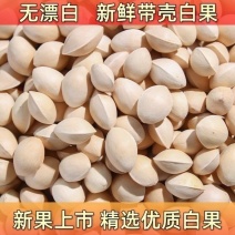 2023年新鲜生白果银杏果新鲜特级泰兴白果子大果带壳煲汤