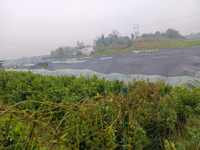 四川省春见柑桔主产县地理分布图:标注眉山市东坡区、丹棱县、青神县;乐山市井研县、犍为县;宜宾市翠屏区、高县;资阳市雁江区。图中叠加紫色土分布区(斜线填充)、年均温等值线(16℃、17℃、18℃)、12月平均最低温标注(-1.2℃至0.8℃) 四川春见柑桔核心产区地形与土壤类型分布图