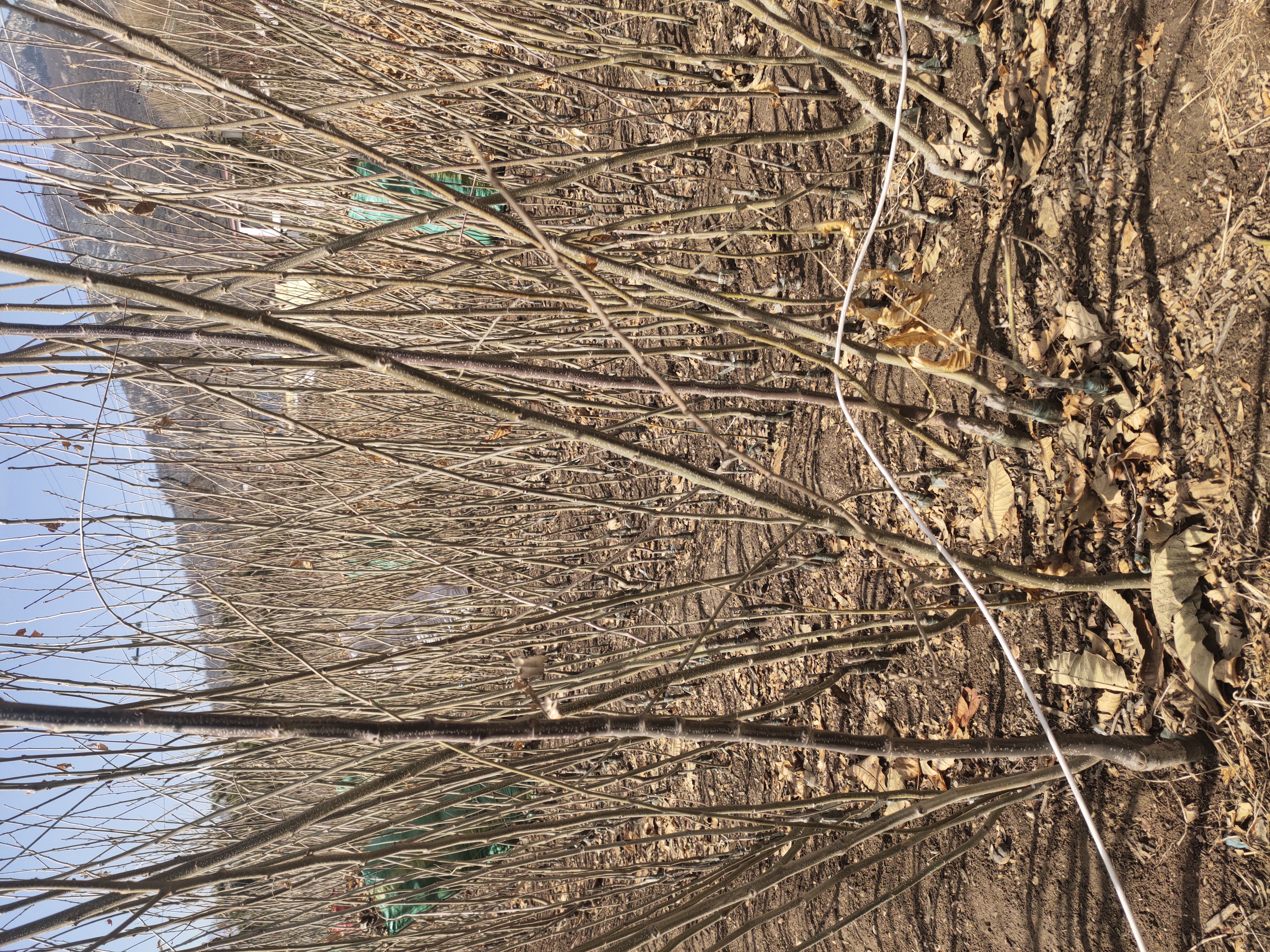 板栗树冬季修剪示意图,展示主干与侧枝结构及修剪点 板栗修剪示意图