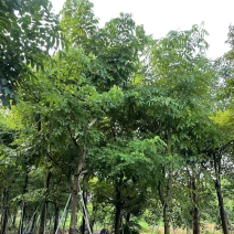 腊肠树