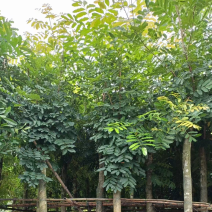 桃花心木
