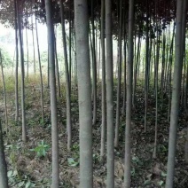 大叶女贞4-9公分，清地，价格你说了算