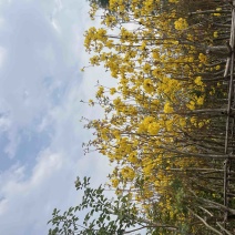 黄花风铃木