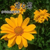 堆心菊花种子籽多年生耐寒耐热景观园林绿化庭院四季易种活花