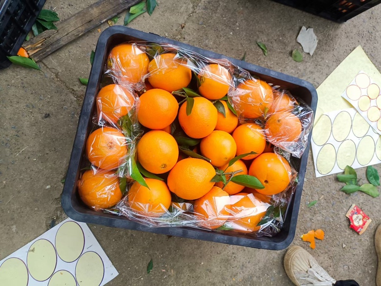 现代化水果分拣车间内,工人正在操作自动化流水线对青秋脐橙进行清洗、分级、糖度检测和真空包装,传送带上橙色果实排列整齐,背景有‘秭归青秋脐橙’品牌标识和冷链运输车辆,体现标准化生产和供应链能力 青秋脐橙分拣包装车间场景