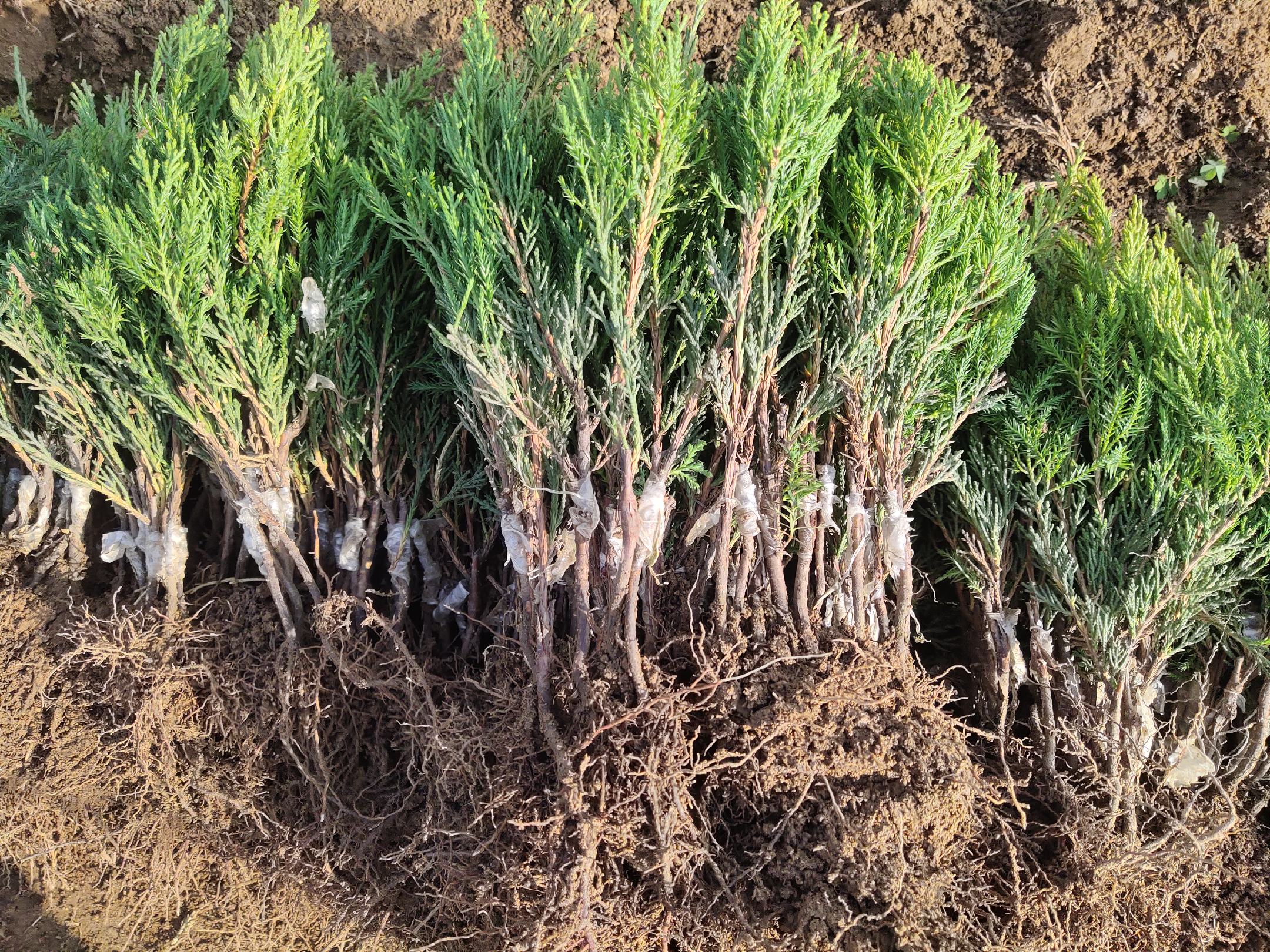 小龙柏种植基地