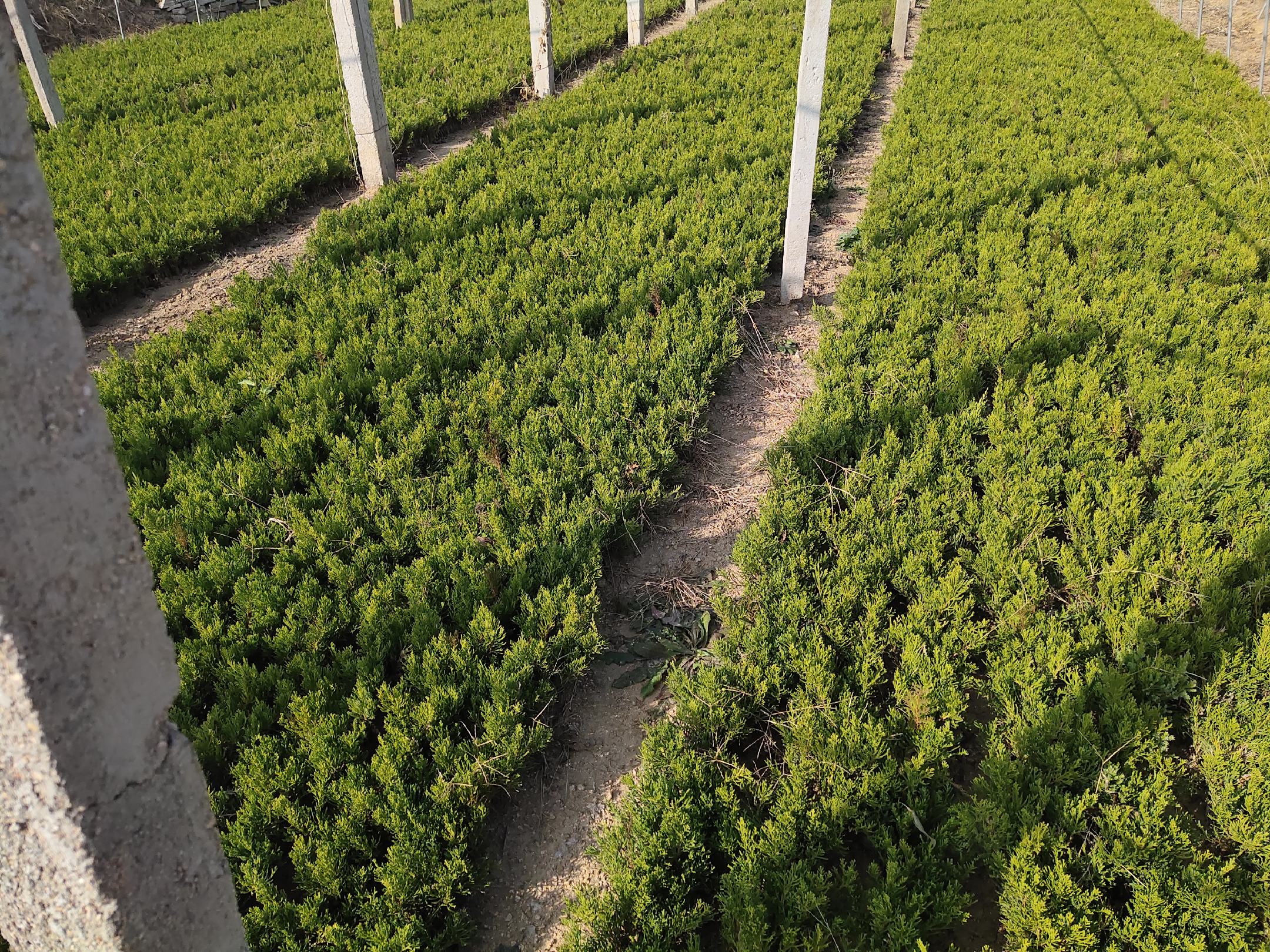 龙牙百合田间长势良好的植株群落，叶片浓绿挺立，株型紧凑